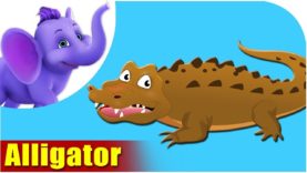 Alligator – Animal Rhymes in Ultra HD (4K)