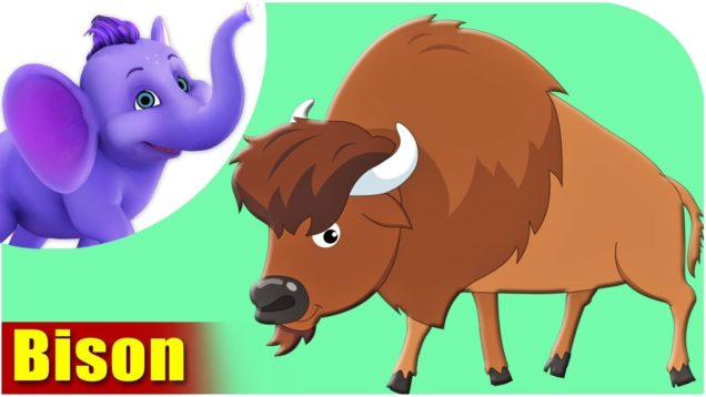Bison – Animal Rhymes in Ultra HD (4K)