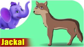 Jackal – Animal Rhymes in Ultra HD (4K)