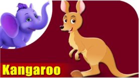 Kangaroo – Animal Rhymes in Ultra HD (4K)