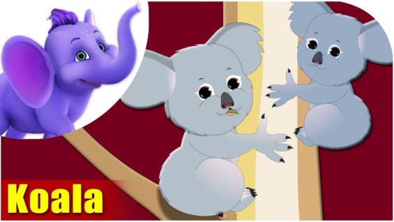 Koala – Animal Rhymes in Ultra HD (4K)