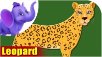 Leopard – Animal Rhymes in Ultra HD (4K)