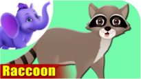 Raccoon – Animal Rhymes in Ultra HD (4K)
