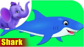 Shark – Animal Rhymes in Ultra HD (4K)
