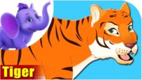 Tiger – Animal Rhymes in Ultra HD (4K)