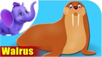 Walrus – Animal Rhymes in Ultra HD (4K)