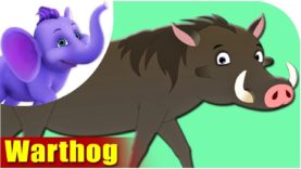 Warthog – Animal Rhymes in Ultra HD (4K)