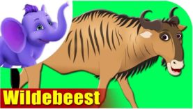 Wildebeest – Animal Rhymes in Ultra HD (4K)