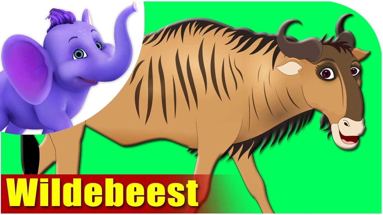 Wild animals Song for Kids. Zebra Rhymes. Wildebeest cartoon picture.