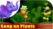 Song on Plants – Five Main Parts of a Plant in Ultra HD (4K)