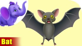 Chamgaadad (Bat) Animal Rhymes | Hindi Rhymes from Appuseries