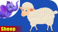 Mendhi (Sheep) Animal Rhyme | Marathi Rhymes from Appuseries