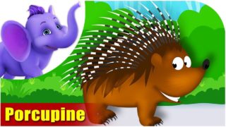 Salu (Porcupine) Animal Rhyme | Marathi Rhymes from Appuseries