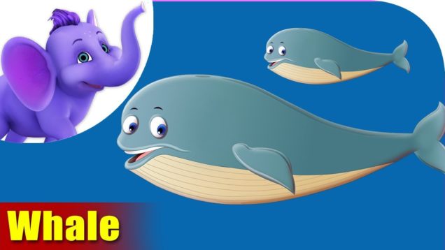 Whale Animal Rhyme | Marathi Rhymes from Appuseries
