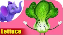 Lettuce – Vegetable Rhymes in Marathi
