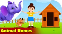 Animal Homes in Ultra HD (4K)