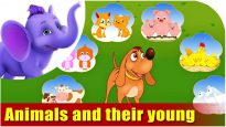 Animals and their Young Ones – Learning song for Children in 4K by Appu Series