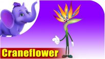 Crane Flower – The Flower Song (4K)