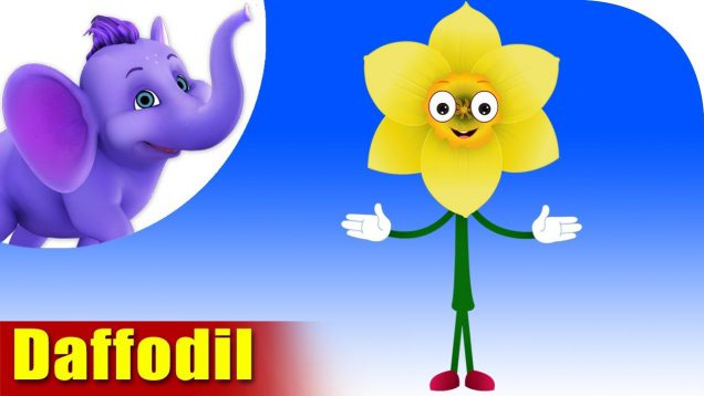 Daffodil – The Flower Song (4K)
