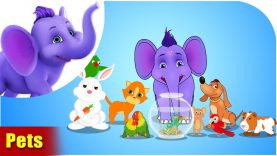 Pets – Learning song for Kids in 4K by Appu Series