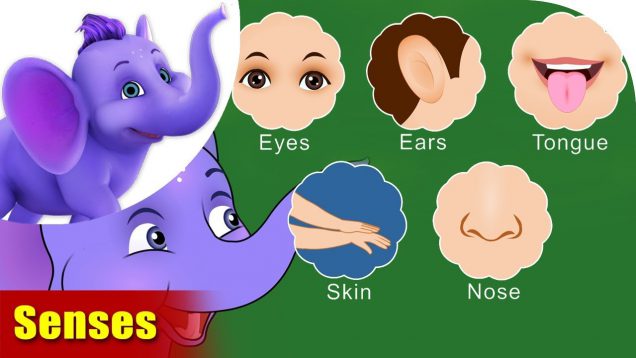 Senses – Learning song for Children in 4K by Appu Series