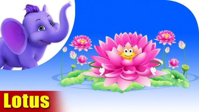 Lotus – The Flower Song (4K)