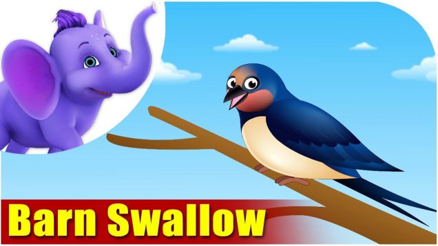 Barn Swallow – Bird Song (4K)