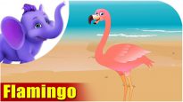 Flamingo – Bird Song (4K)