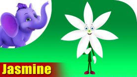 Jasmine – The Flower Song (4K)