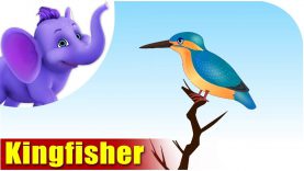 Kingfisher – Bird Song (4K)