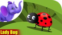 Lady bug – A Bug Song (4K)