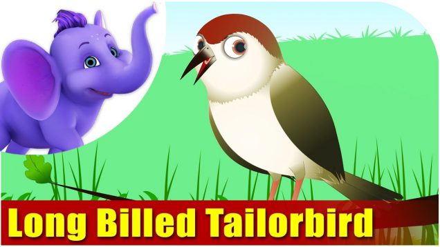 Long Billed Tailor Bird – Bird Song (4K)