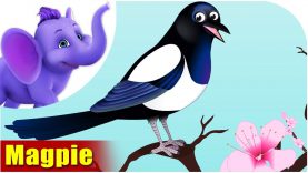 Magpie – Bird Song (4K)