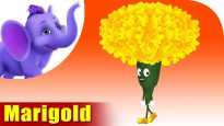 Marigold – The Flower Song (4K)