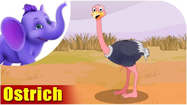 Ostrich – Bird Song (4K)