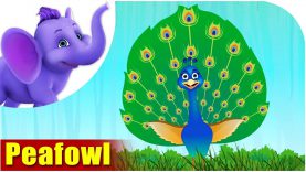 Peafowl – Bird Song (4K)