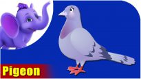 Pigeon – Bird Song (4K)