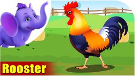 Rooster – Bird Song (4K)