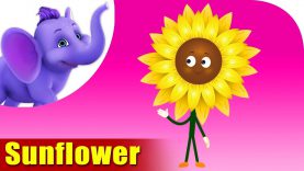 Sunflower – The Flower Song (4K)