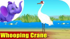 Whooping Crane – Bird Song (4K)