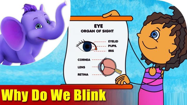 Why do we Blink? – Song on Learning Science